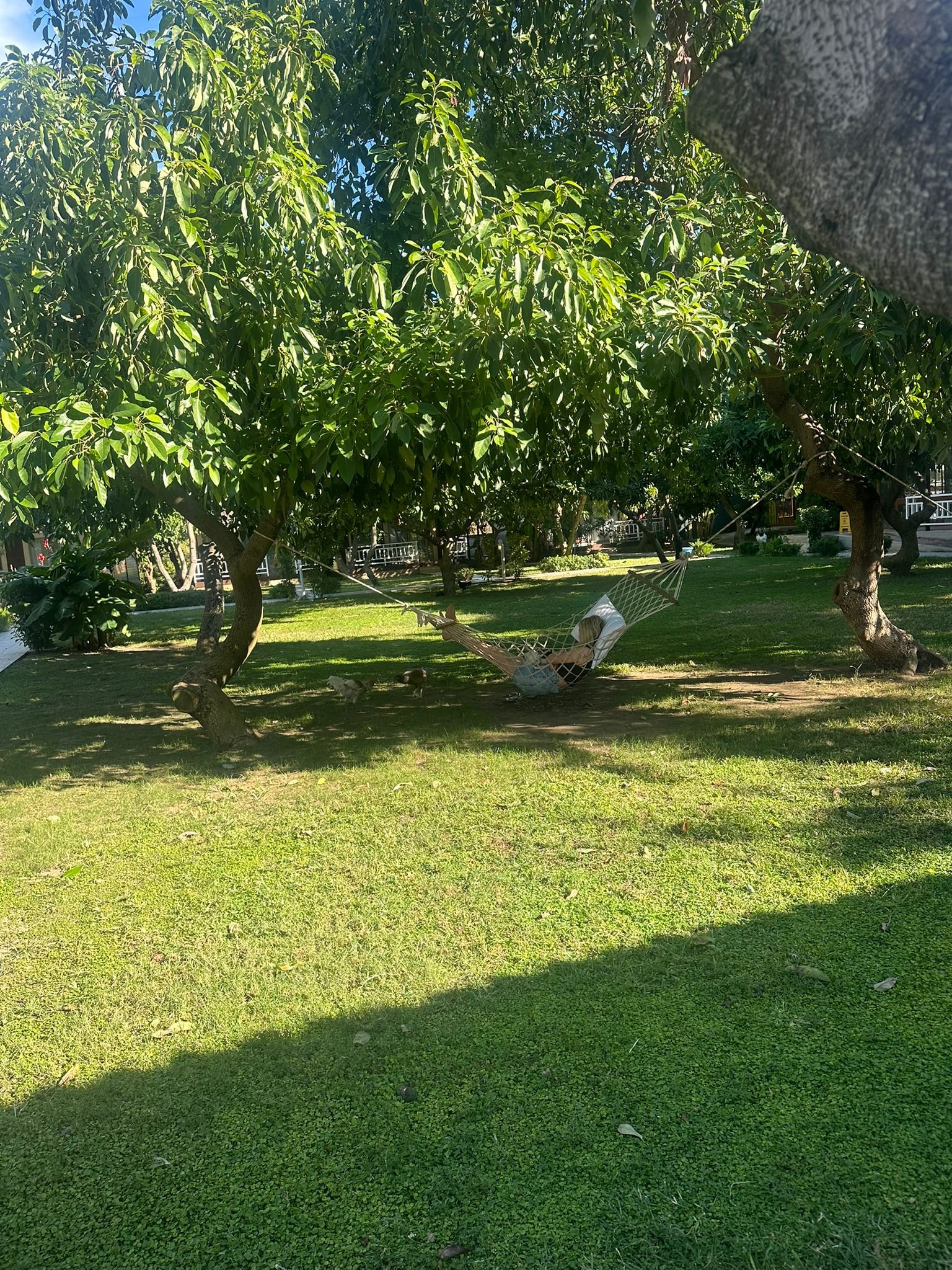Relaxing hammock in garden